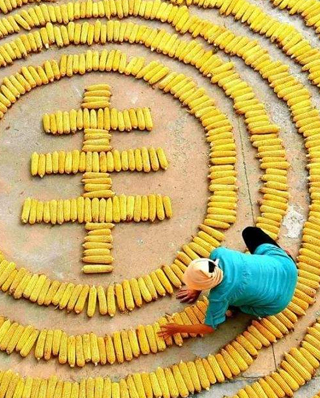 2020年秋糧收購全面展開