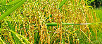 早稻穗期病蟲害重發(fā)，這樣防有效