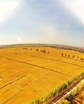 早稻穗期病蟲害重發(fā)，這樣防有效